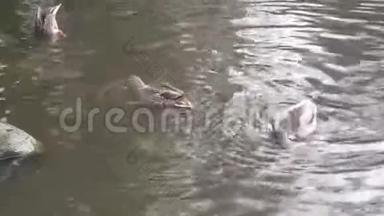 可爱的鸭子潜水在鸭池边喝水